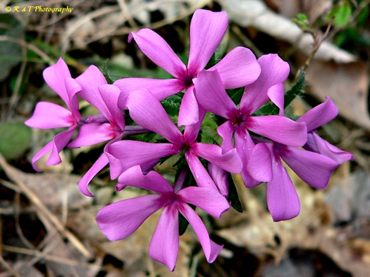 {Phlox amoena}